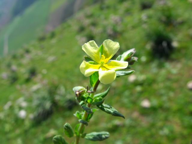 Helianthemum sp.